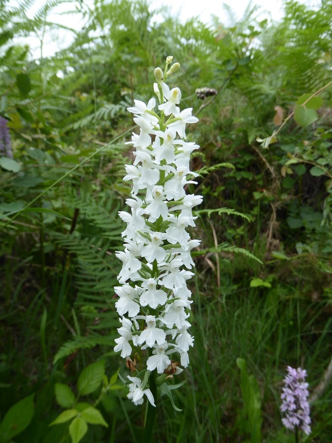 Heath-spotted Orchid